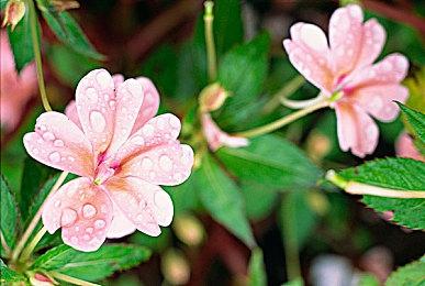 Fami通新一周销量榜 《勇者斗恶龙3:HD-2D重制版》二连冠